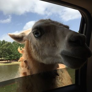 Meet your Posher, Morgan